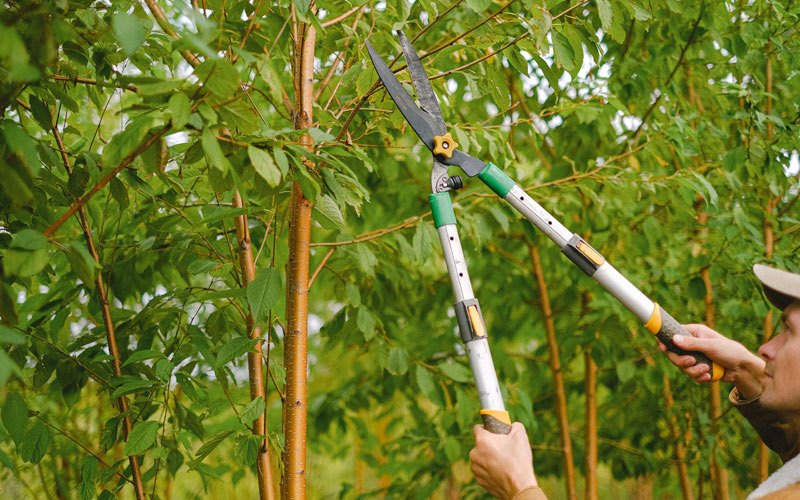 Tree trimming in Elm Creek, NE