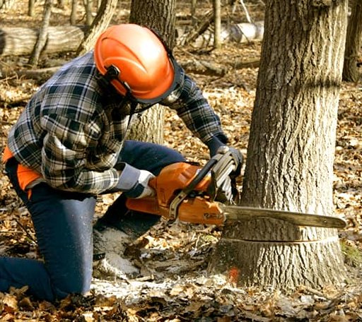 Tree Removal in Elm Creek, NE